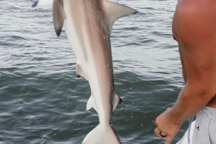 a man holding a fish swimming under water
