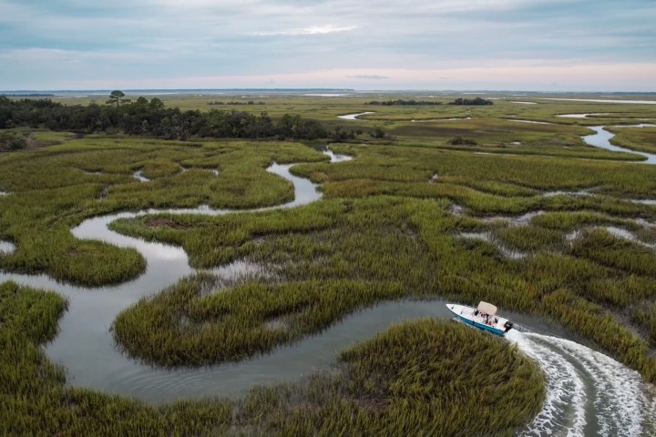 a herd of sheep walking across a grass covered field