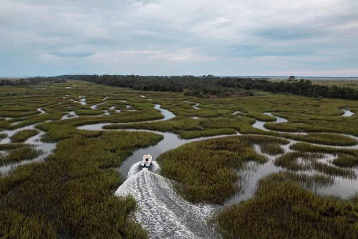 a herd of sheep standing on top of a grass covered field