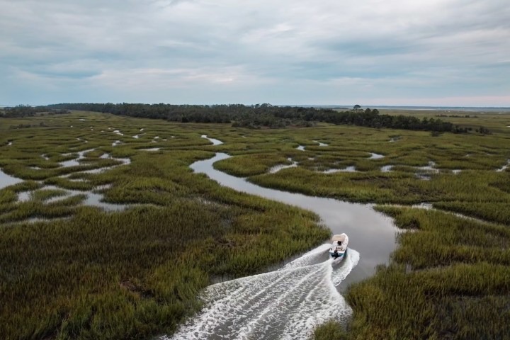 a herd of sheep walking across a grass covered field