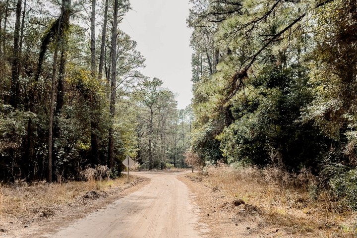 a tree on a dirt road